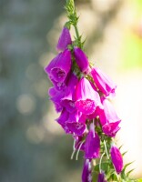 Digitalis purpurea 9 cm Topf - Größe nach Saison