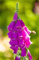 Digitalis purpurea 9 cm Topf - Größe nach Saison