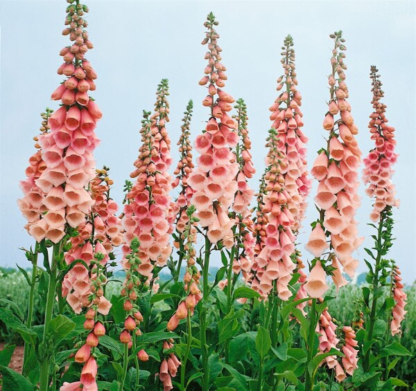 Digitalis purpurea Apricot 9 cm Topf - Größe nach Saison