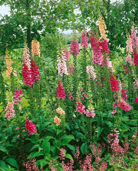 Digitalis purpurea Excelsior 9 cm Topf - Größe nach Saison