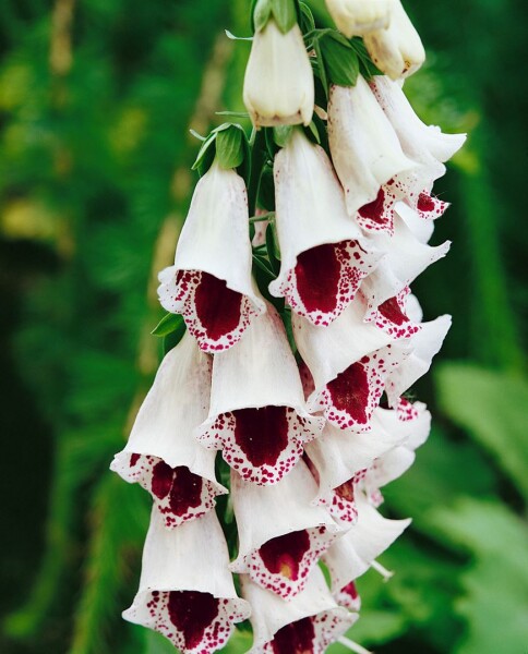 Digitalis purpurea Pams Choice 9 cm Topf - Größe nach Saison