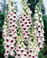 Digitalis purpurea Pams Choice 9 cm Topf - Größe nach Saison