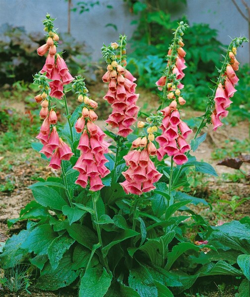 Digitalis x mertonensis 11 cm Topf - Größe nach Saison