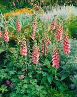 Digitalis x mertonensis 11 cm Topf - Größe nach Saison