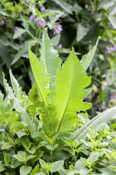 Dipsacus fullonum 9 cm Topf - Größe nach Saison