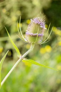 Dipsacus fullonum 9 cm Topf - Größe nach Saison