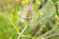 Dipsacus fullonum 9 cm Topf - Größe nach Saison