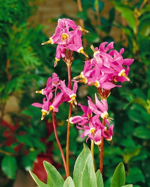 Dodecatheon meadia 9 cm Topf - Größe nach Saison