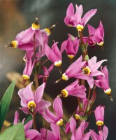 Dodecatheon meadia 9 cm Topf - Größe nach Saison