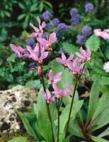 Dodecatheon meadia 9 cm Topf - Größe nach Saison