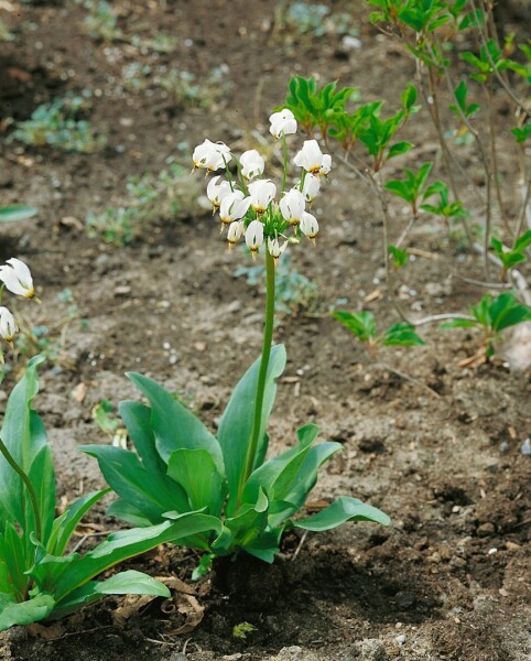 Dodecatheon meadia Alba 9 cm Topf - Größe nach Saison