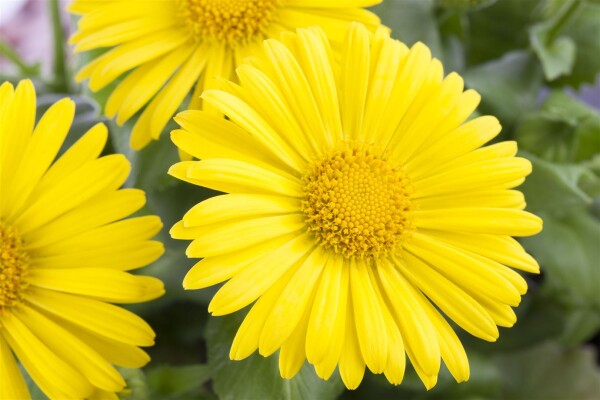 Doronicum orientale Leonardo Compact 9 cm Topf - Größe nach Saison