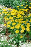 Doronicum orientale Leonardo Compact 9 cm Topf - Größe nach Saison