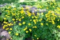 Doronicum orientale Little Leo 9 cm Topf - Größe nach Saison