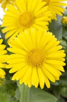 Doronicum orientale Little Leo 9 cm Topf - Größe nach Saison