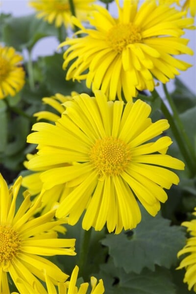 Doronicum orientale Magnificum 9 cm Topf - Größe nach Saison