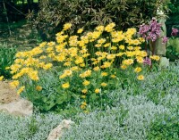 Doronicum orientale Magnificum 9 cm Topf - Größe nach Saison