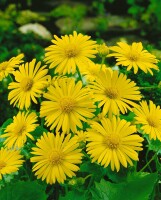 Doronicum orientale Magnificum 9 cm Topf - Größe nach Saison