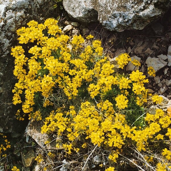 Draba aizoides 9 cm Topf - Größe nach Saison