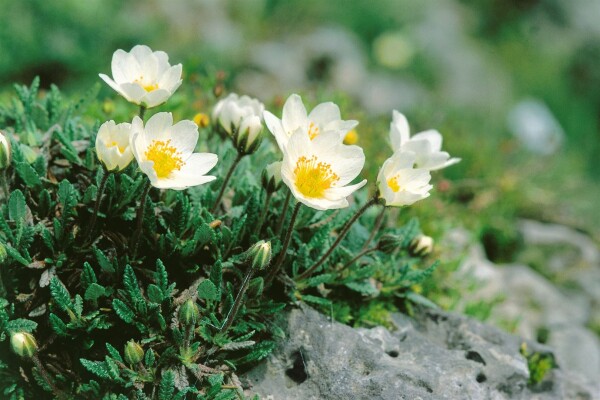 Dryas octopetala 9 cm Topf - Größe nach Saison