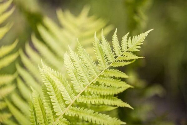 Dryopteris affinis 9 cm Topf - Größe nach Saison