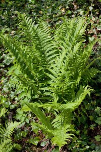 Dryopteris affinis 9 cm Topf - Größe nach Saison