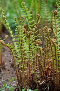 Dryopteris affinis 9 cm Topf - Größe nach Saison