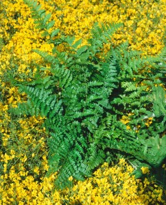 Dryopteris affinis 9 cm Topf - Größe nach Saison