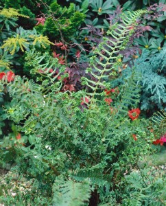 Dryopteris affinis 9 cm Topf - Größe nach Saison