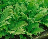 Dryopteris affinis 9 cm Topf - Größe nach Saison