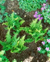 Dryopteris affinis 9 cm Topf - Größe nach Saison