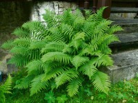 Dryopteris affinis 9 cm Topf - Größe nach Saison