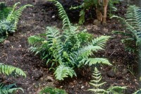 Dryopteris affinis 9 cm Topf - Größe nach Saison