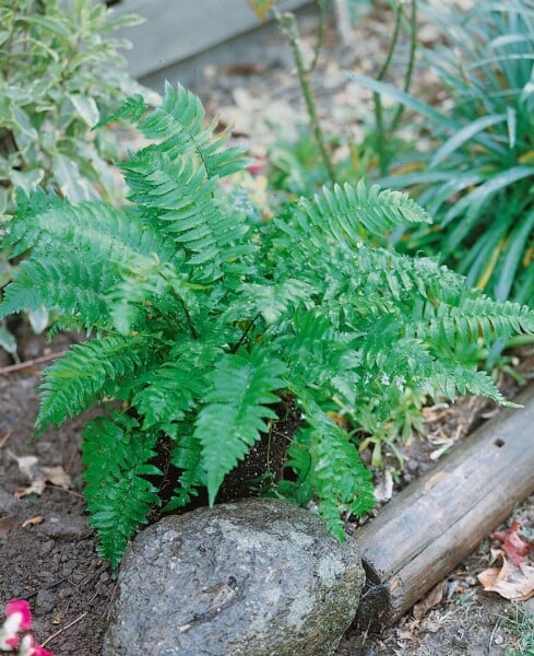 Dryopteris atrata 9 cm Topf - Größe nach Saison