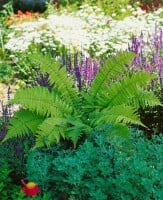 Dryopteris atrata 9 cm Topf - Größe nach Saison