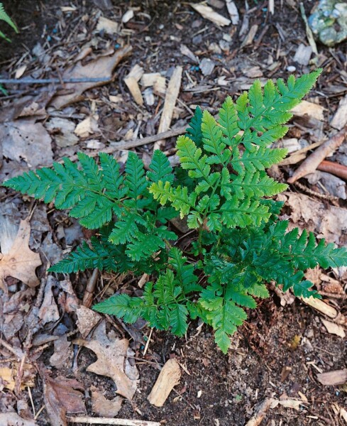 Dryopteris dilatata 9 cm Topf - Größe nach Saison