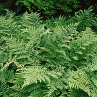 Dryopteris dilatata 9 cm Topf - Größe nach Saison