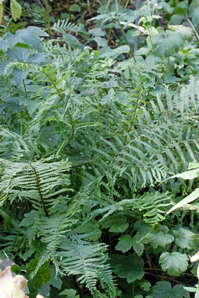 Dryopteris filix-mas Linear.Polydactylon 9 cm Topf - Größe nach Saison