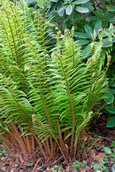 Dryopteris wallichiana 9 cm Topf - Größe nach Saison