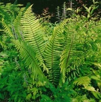 Dryopteris wallichiana 9 cm Topf - Größe nach Saison