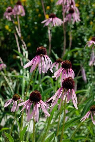 Echinacea pallida 9 cm Topf - Größe nach Saison