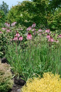 Echinacea pallida 9 cm Topf - Größe nach Saison