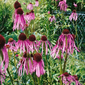 Echinacea pallida 9 cm Topf - Größe nach Saison