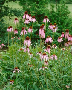 Echinacea pallida 9 cm Topf - Größe nach Saison