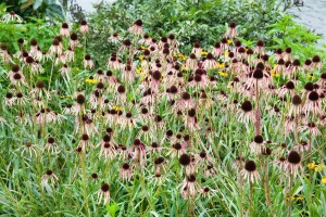 Echinacea pallida 9 cm Topf - Größe nach Saison