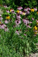 Echinacea pallida 9 cm Topf - Größe nach Saison