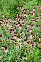 Echinacea pallida 9 cm Topf - Größe nach Saison