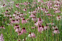 Echinacea pallida 9 cm Topf - Größe nach Saison