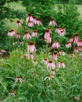 Echinacea pallida 9 cm Topf - Größe nach Saison