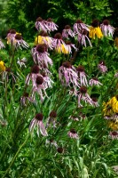 Echinacea pallida 9 cm Topf - Größe nach Saison